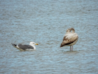 Flamingo in natural habitat close-up
