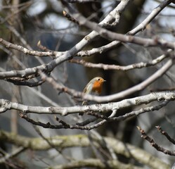 robin on a branch, robin, bird