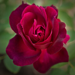 Beautiful fresh velvet red rose blossom macro on green background