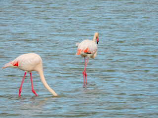 Flamingo in natural habitat close-up
