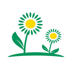 sunflower on a white background