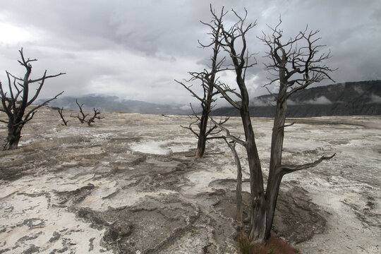 Photo of geothermal feature of mud springs in the cauldron of Yellowstone National Park were hot mud bubbles up from the earth creating a large flat plateau as the mud flows