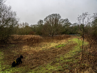 Winter walk
