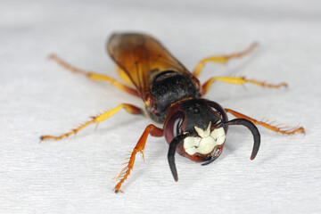 Close up of the head of a European beewolf, Philanthus triangulum