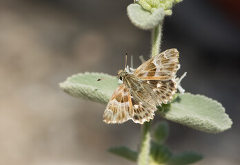 photos of butterflies from wildlife and nature