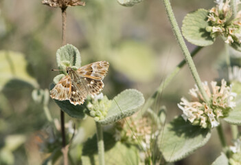 photos of butterflies from wildlife and nature