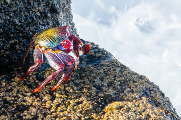 crab on the beach Canary Islands Tenerife