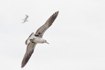 Seagulls Soaring through the Sky