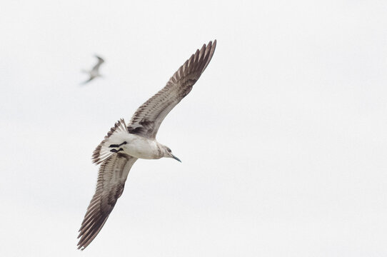 Seagulls Soaring through the Sky