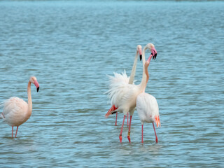 Flamingo dancing in natural habitat close up
