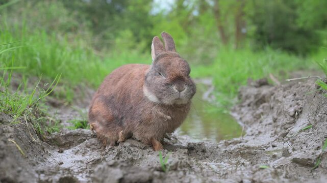 Domestic rabbit or bunny on a green spring meadow in nature, cute animal wildlife, pet on a farm