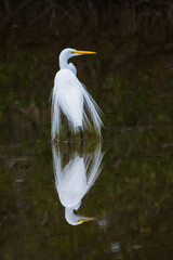 Great Egret reflected in the water at Merritt Island National Wildlife Refuge, Florida.