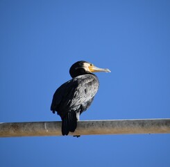 Cormorant bird, bird