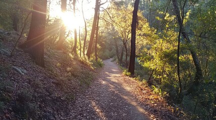 Fototapeta premium A peaceful trail through a forest with sunlight peeking through the trees, promoting health.