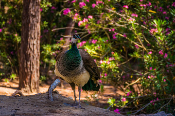 Wild female Peacock in Plaka forest park on Kos island, Greece