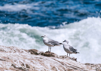 Two gulls, couple of birds stand on rock against background of blue ocean, sea cost. Hartlauba gull, Chroicocephalus hartlaubii. South Africa marine landscape, natural vacation wallpaper, copy space