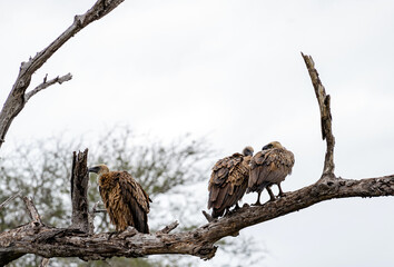 Three big birds on tree. White-backed African vulture on dry branch in forest. Kruger National Park, South Africa. Animal wildlife bird background. Safari at savanna