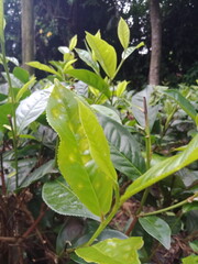 Tea leaves in closeup photo. Fresh Green tea tree leaves in eco herbal farm. Tree tea plantations in morning sunlight. Drinking organic tea relax heath plant. Green tea trees with two leaves and a bud