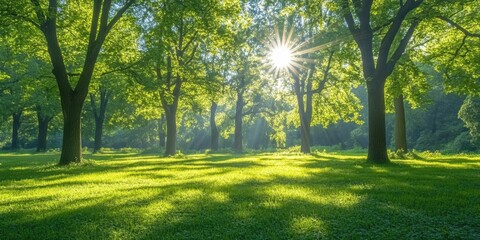 Obraz premium Tranquil sunlit forest with lush greenery