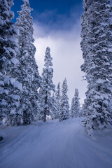 Snow covered fir trees and ski tracks at Steamboat Colorado ski area with blue cloudy skies