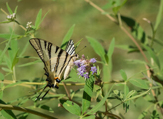 wild animals.photos of various butterflies.