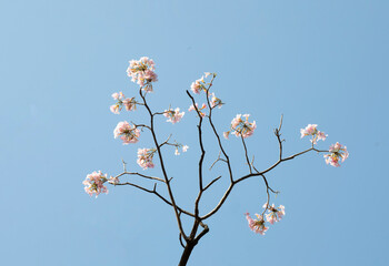 Pink tecoma flower on blue sky background