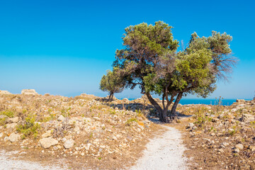Olive tree growing in Antimachia Castle, Kos island, Greece