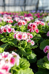 primroses in a garden center