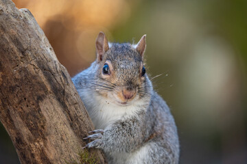 Cute closeup portrait of an Eastern Gray Squirrel (Sciurus carolinesis) climbing tree