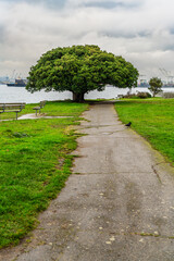 Tree And Clouds