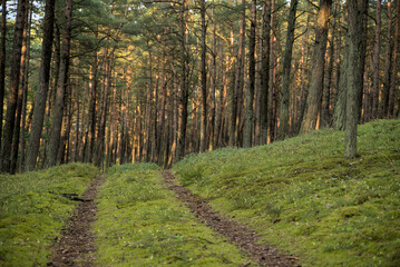 Obraz premium Droga w lesie o zachodzie słońca