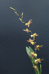 Close-up: mini flowers orchid on dark background with increased depth of field. 
