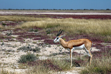 Springbok grazing on purple grass in Sossusvlei in the Namib Desert, Namibia 