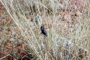Armoured ground cricket on grass in Namib Desert, Namibia 