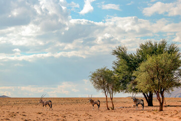 Oryx grazing in Etosha National Park in Namibia 