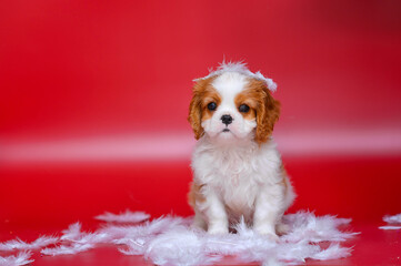 small dog puppy cavalier king charles spaniel on red background with feathers. valentine's day card
