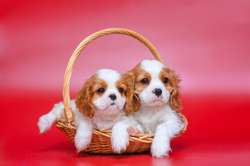 small dog puppy cavalier king charles spaniel on red background. valentine's day card