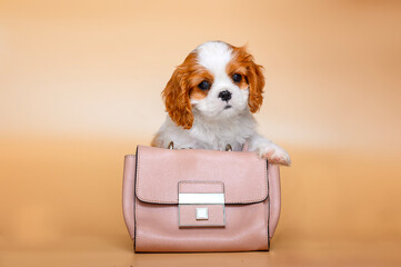 small cavalier king charles spaniel puppy on beige background isolated