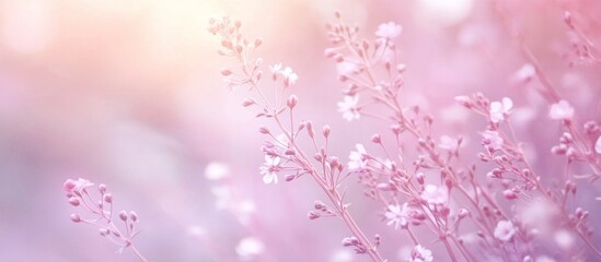 Fototapeta premium Delicate floral stems in a soft pink dreamlike bokeh setting for elegant backgrounds