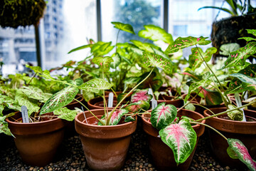Colourful caladium plants in pots by the window