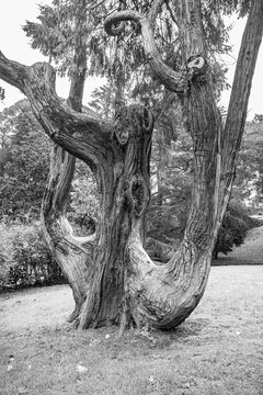 Incense Cedra tree in a public garden of Florence, Italy