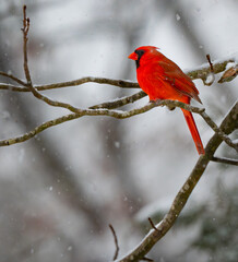 Northern cardinal male perch on a snow-covered tree branch while it is snowing on a cold winter day in January