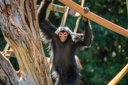 Um macaco-aranha em um zool&oacute;gico