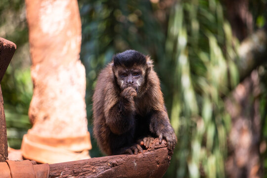 Um macaco-prego comendo uma fruta