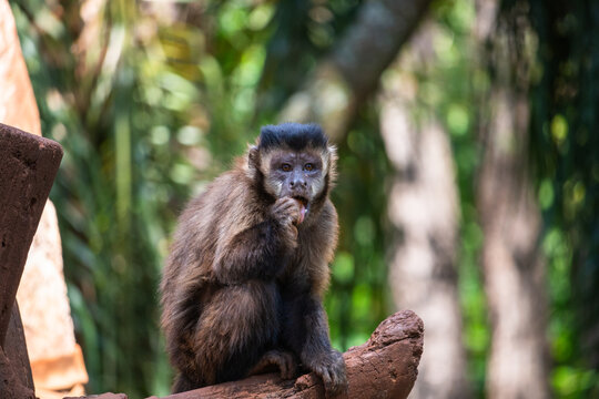 Um macaco-prego comendo uma fruta