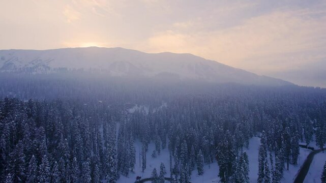 Aerial drone shot rising over coniferous chinar walnut trees with Himalaya mountains in the distance with the sun rising sending light over Gulmarg valley Kashmir India