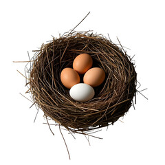 eggs in bird nest