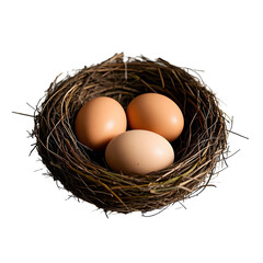 eggs in bird nest