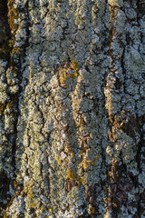 the rough texture of the bark of an old large oak trunk