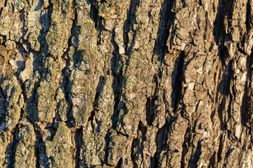 the rough texture of the bark of an old large oak trunk